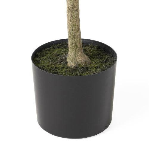 Olive Curve - Stuff Hunt